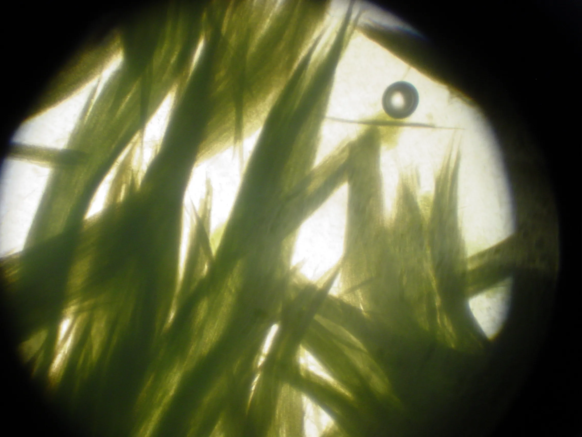 ブルーグリーンアルジーの製品画像