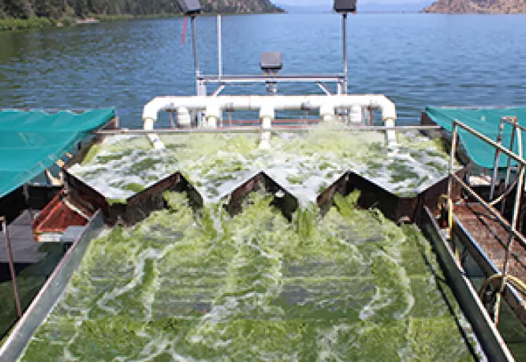 クラマス湖でパワフルなフローラを選別する様子