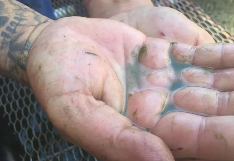 成長したブルーグリーンアルジーを採取している様子