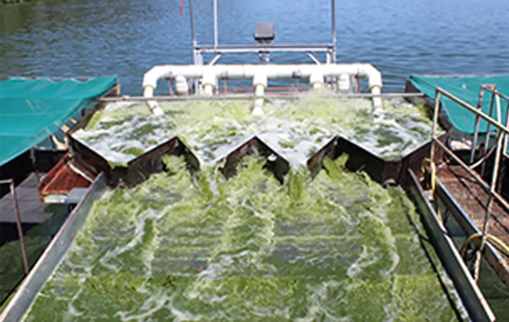 藻の採取の様子